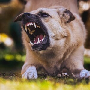 agressive barking dog