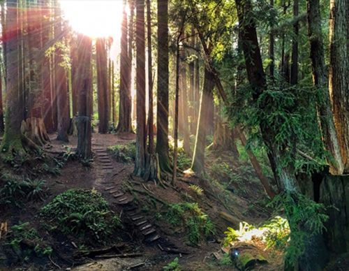 Sunlight filtering through tall redwood trees in a forest.